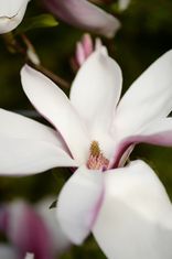 Magnolia soulangeana 'Picture' (sulanžo magnolija)