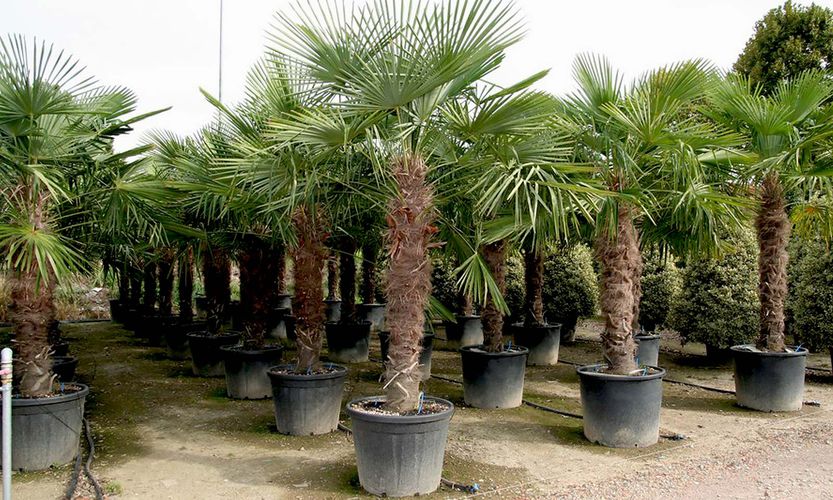 Palmė Trachycarpus Fortunei