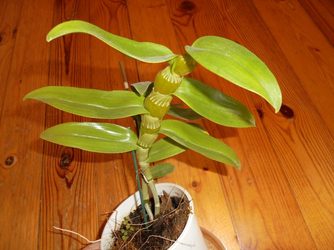 Orchidėjos Dendrobium