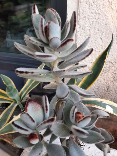 Pūkuotoji kalankė (Kalanchoe tomentosa)