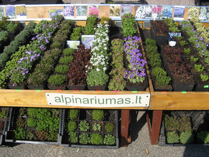 Daugiamečiai alpinariumo augalai