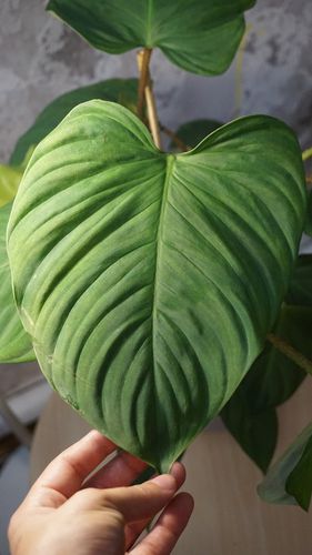 Philodendron fuzzy petiole