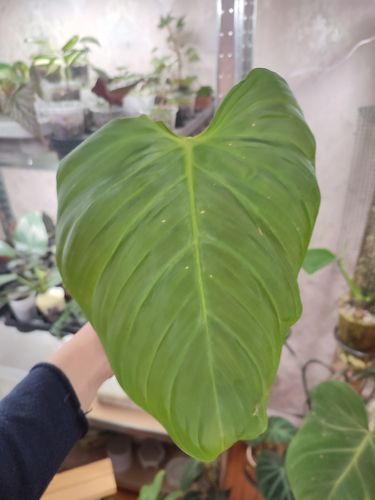 Philodendron fuzzy petiole