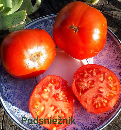 Veisliniai pomidorai