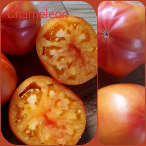 Veisliniai pomidorai
