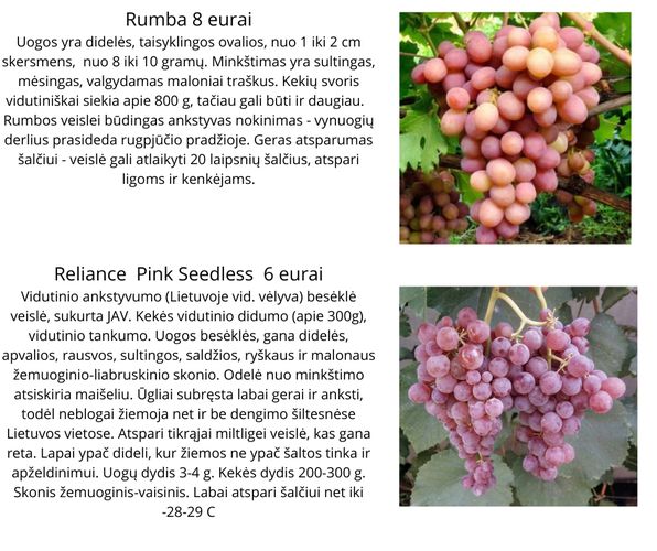 Parduodu vynuogių sodinukus