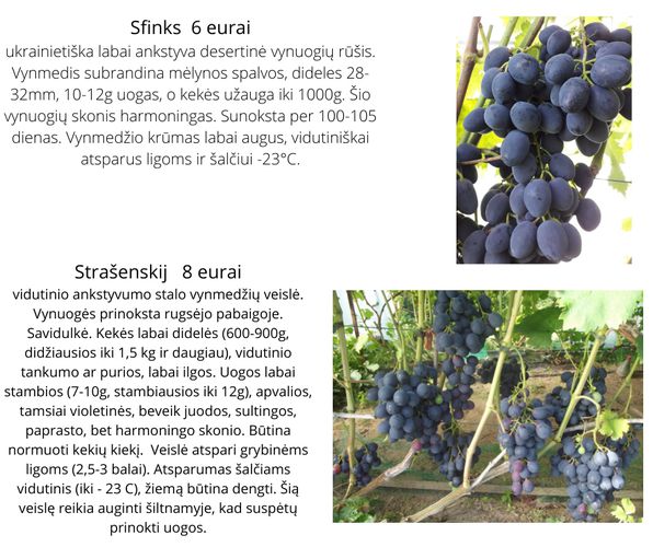 Parduodu vynuogių sodinukus