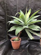Agave attenuata