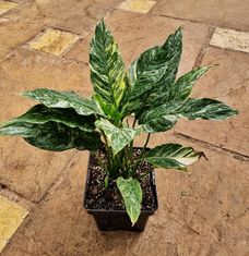 Spathiphyllum 'Variegata'