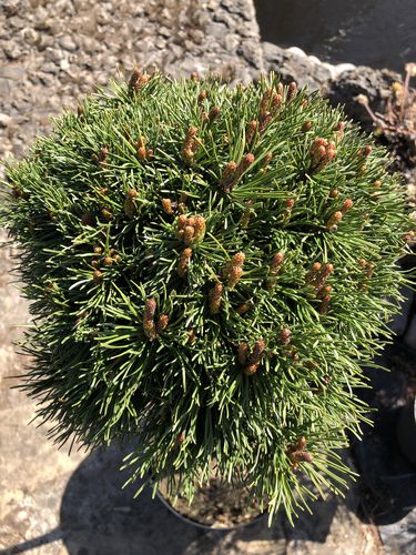 Pinus mugo ‘Frisby’