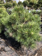 Pinus nigra ‘Nana’