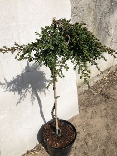 Juniperus communis ‘Zeal’