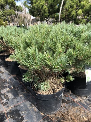 Pinus sylvestris ‘Watereri’
