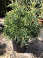 Pinus strobus ‘Rheinhaus’