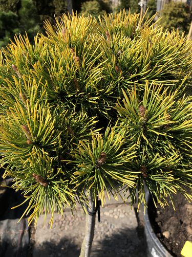Pinus mugo ‘Schweizer tourist’
