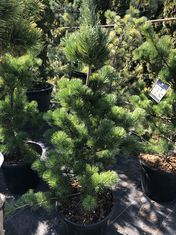 Pinus parviflora ‘Tempelhof’