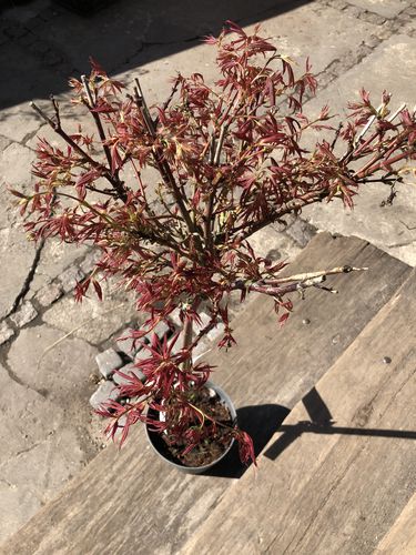 Acer palmatum ‘Aratama’