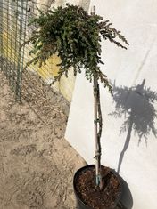 Juniperus communis ‘Zeal’