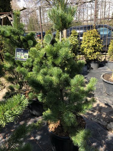 Pinus parviflora ‘Tempelhof’