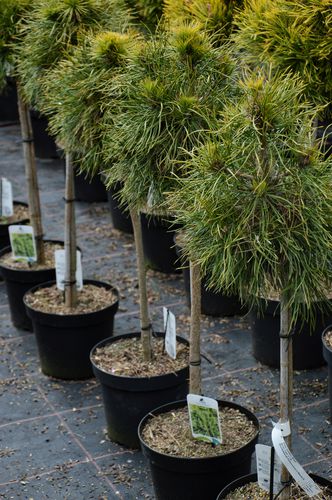 Pinus sylvestris 'Moseri' (Paprastoji pušis)