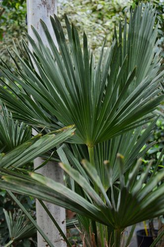 Trachycarpus fortunei 'Wagnerianus' (Kanapinė šiurkštuolė - palmė)