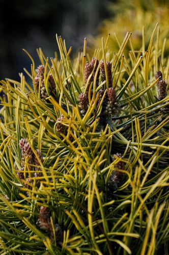 Pinus mugo 'Golden Glow' (Kalninė pušis)
