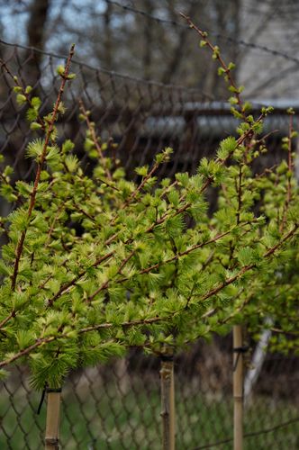 Larix kaempferi 'Magic Gold' (Japoninis maumedis)