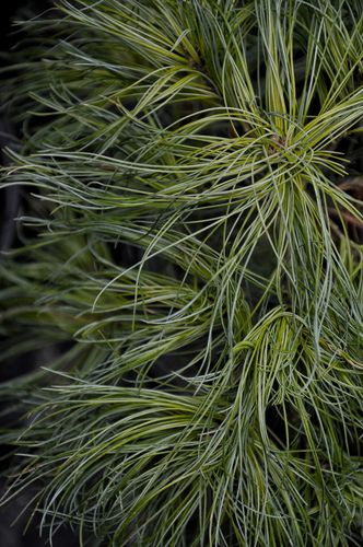 Pinus strobus 'Tiny Curls' (Veimutinė pušis)