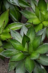 Agave isthmensis x filifera (Agava)