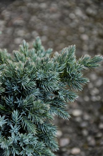Juniperus squamata 'Blue Star' (Žvynuotasis kadagys)