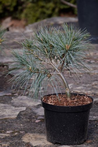 Pinus strobus 'Mary Butler' (Veimutinė pušis)