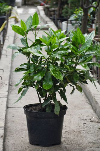 Aucuba japonica (Japoninė aukuba)