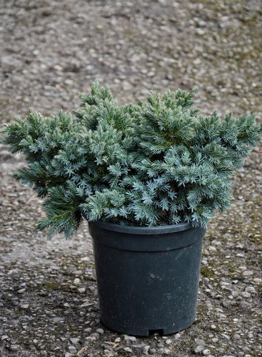 Juniperus squamata 'Blue Star' (Žvynuotasis kadagys)