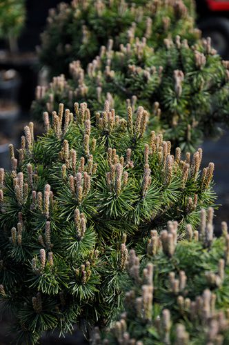 Pinus mugo 'Balaisbac' (Kalninė pušis)