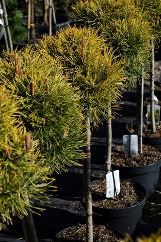 Pinus mugo 'Golden Glow' (Kalninė pušis)