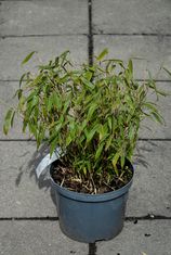 Fargesia murielae 'Elias' (Skėtinis bambukas)