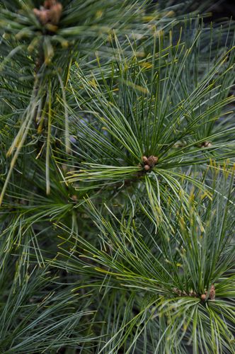Pinus wallichiana 'Densa Hill' (Himalajinė pušis)