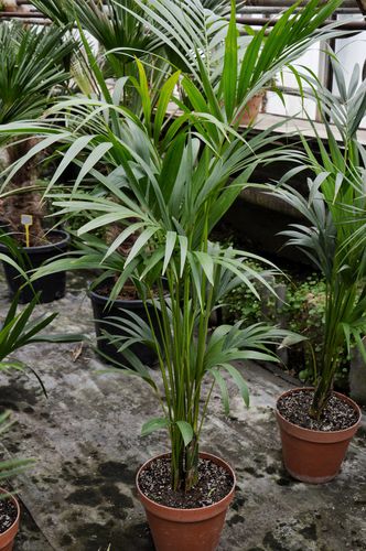 Howea forsteriana (Forsterio hovėja - palmė)