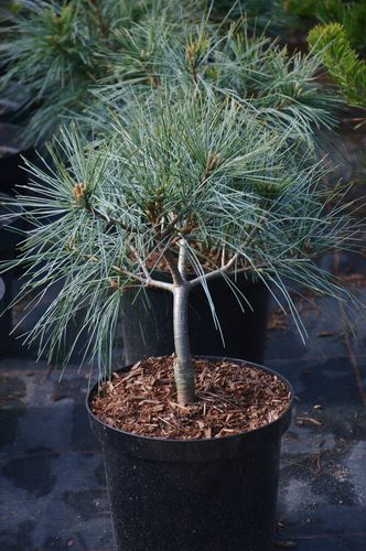 Pinus strobus 'Mary Butler' (Veimutinė pušis)