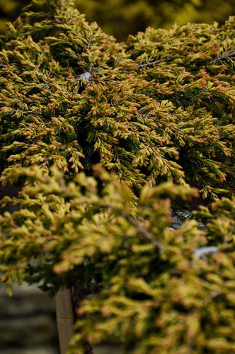 Juniperus communis 'Goldschatz' (Paprastasis kadagys)