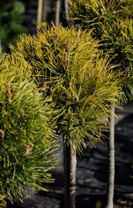 Pinus mugo 'Golden Glow' (Kalninė pušis)