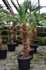 Trachycarpus fortunei 'Wagnerianus' (Kanapinė šiurkštuolė - palmė)