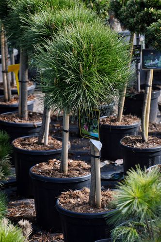 Pinus nigra 'Summer Breeze' (Juodoji pušis)