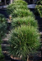 Pinus nigra 'Summer Breeze' (Juodoji pušis)