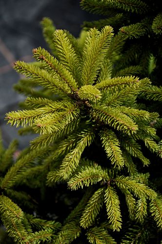Picea abies 'Barryi' (Paprastoji eglė)