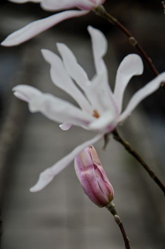 Magnolia stellata 'Rosea' (Žvaigždinė magnolija)