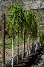 Larix kaempferi 'Stiff Weeping' (Japoninis maumedis)
