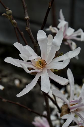 Magnolia stellata 'Rosea' (Žvaigždinė magnolija)