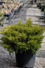 Juniperus x pfitzeriana 'Old Gold' (Tarpinis kadagys)