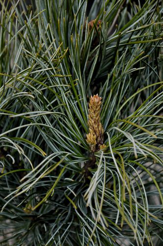 Pinus koraiensis 'Silveray' (Korėjinė pušis)